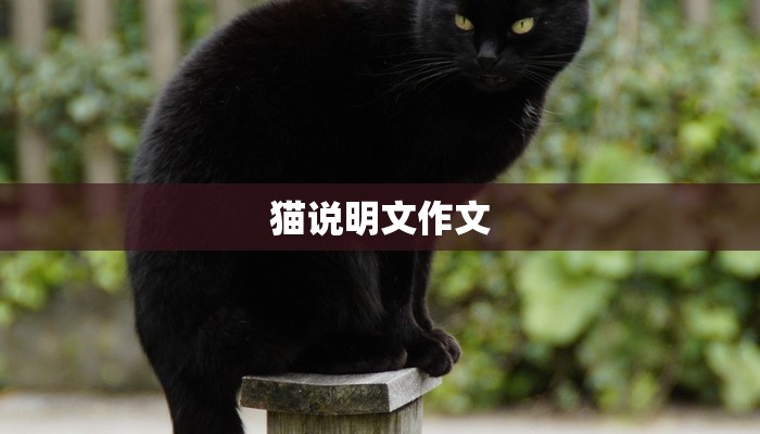 猫说明文作文